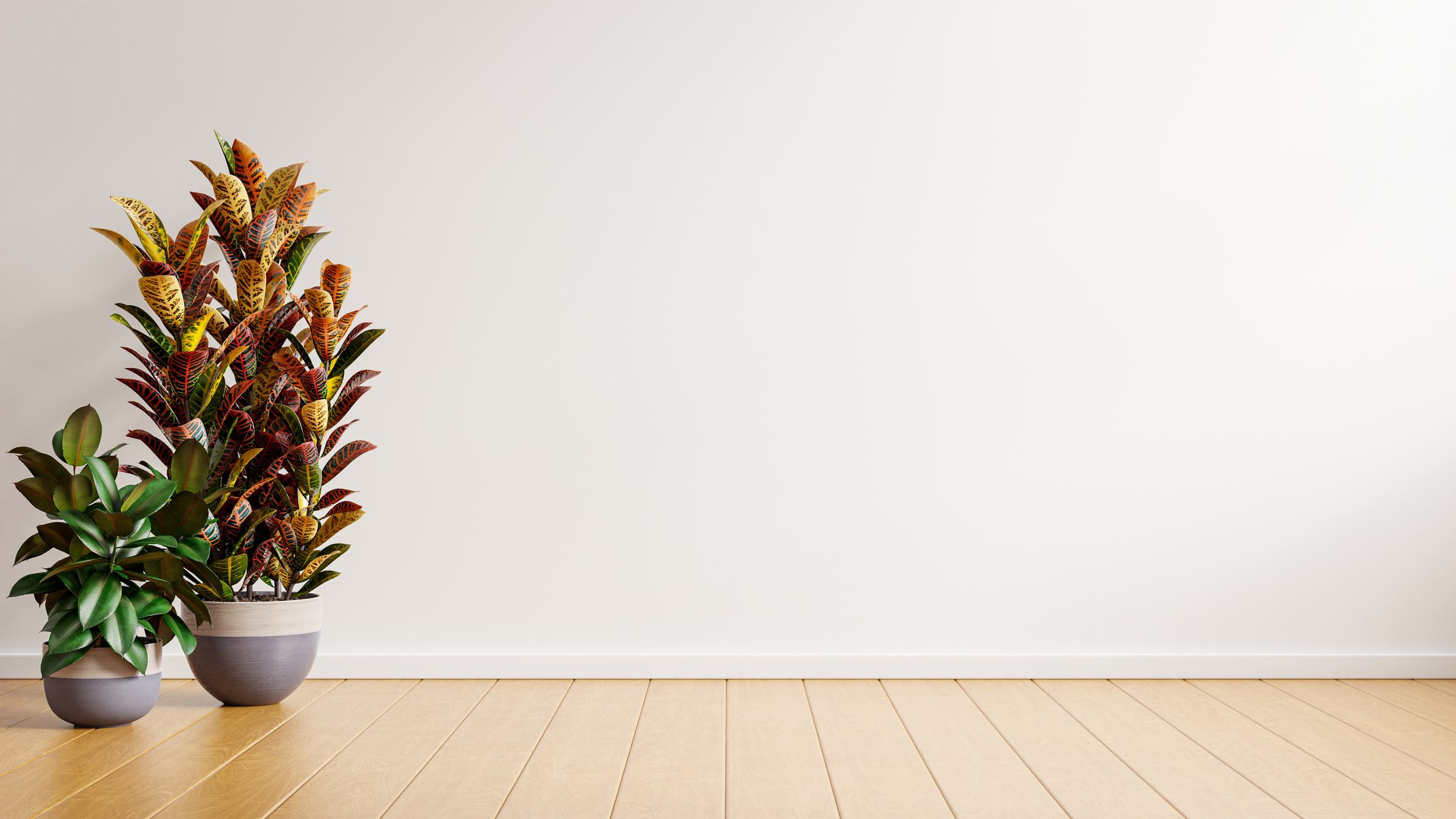 White Wall Empty Room with Plants on a Floor